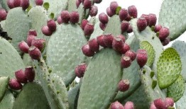 蛋仔皮肤仙人掌最新爆料,蛋仔皮肤仙人掌全新爆料，带你领略独特魅力