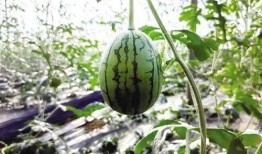 西藏网红新瓜最新爆料,揭秘幕后真相，带你走进神秘网红世界