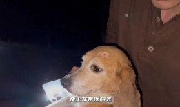 内娱狗崽最新爆料视频,内娱明星隐私大揭秘